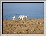 Maremmano-abruzzese, plaża