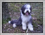 Bearded collie