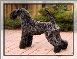 Kerry blue terrier