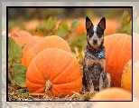 Australian Cattle Dog, Dynie