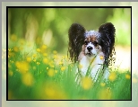 Pies, Spaniel kontynentalny Papillon, Trawa