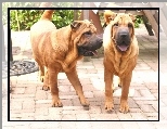 Psy, Dwa, Dorosłe, Shar Pei