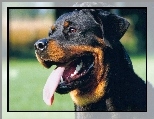 Pysk, Rottweiler