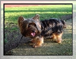 Australian Silky Terrier