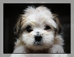 Shih Tzu, Mordka